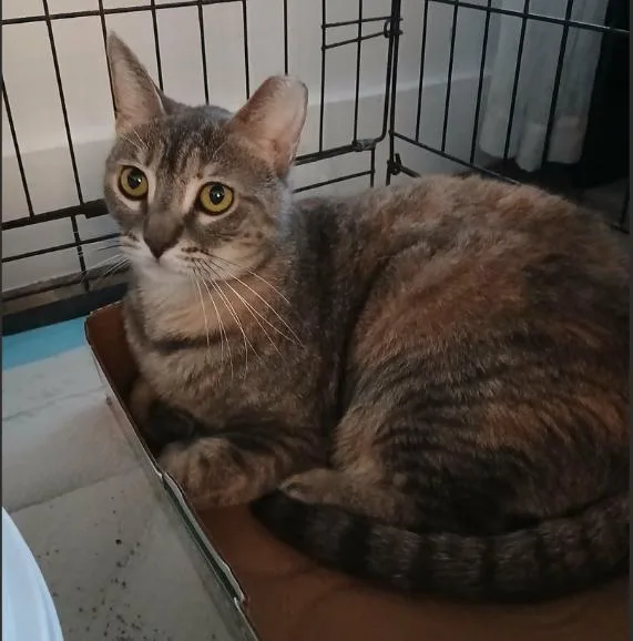 An adult medium-sized female Gray / Blue / Silver Domestic Short Hair cat named Nina for adoption in Hudson, NH