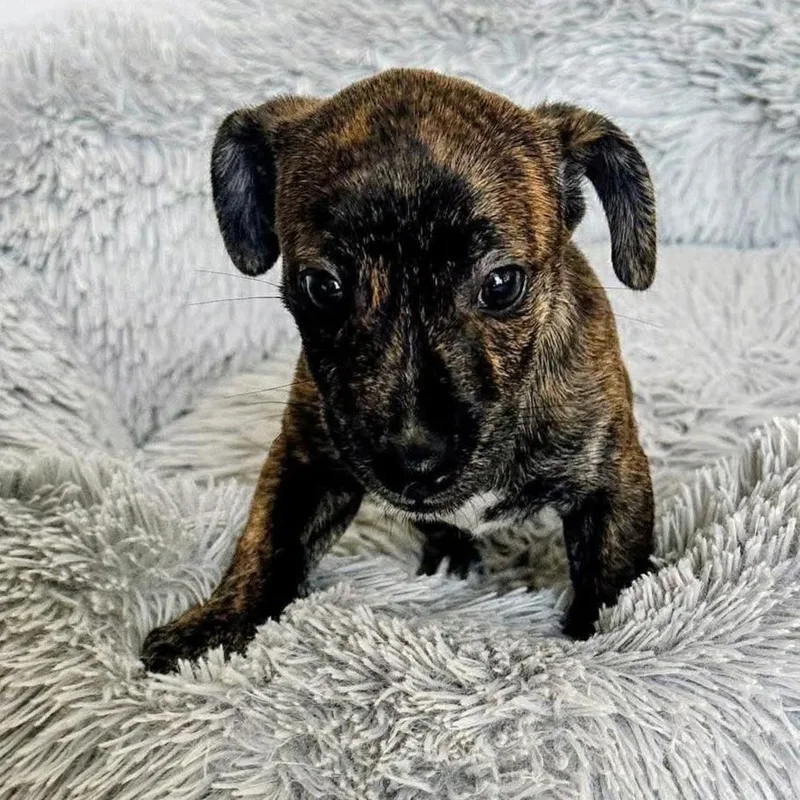 A baby small-sized female Brown / Chocolate Chihuahua dog named Ryan Cox D for adoption in Princeton, MN