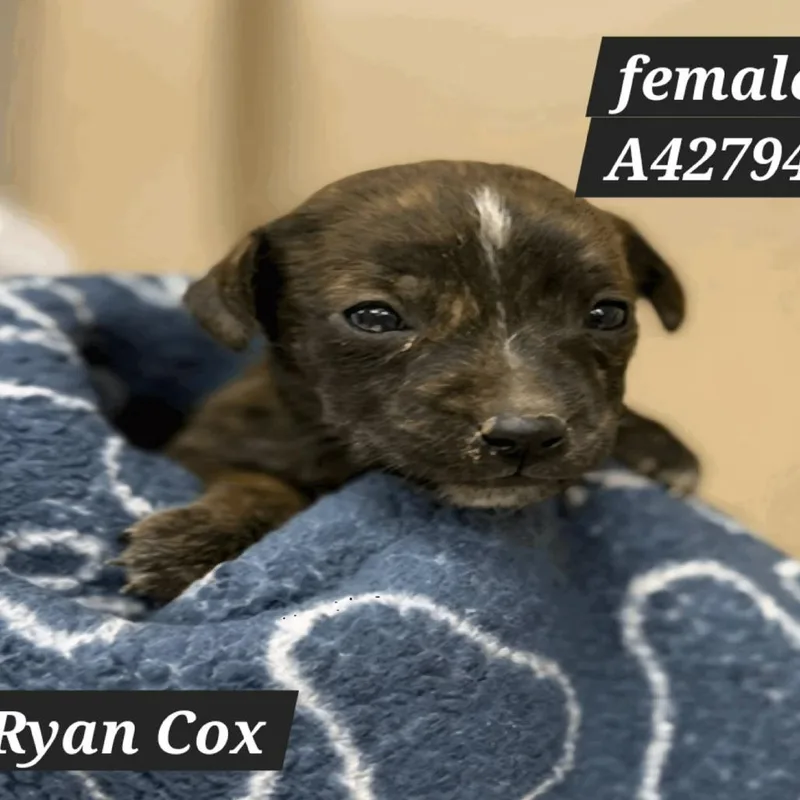Ryan Cox D thumbnail 3