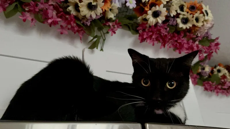 An adult large-sized male Black & White / Tuxedo Domestic Short Hair cat named Momo for adoption in largo, FL