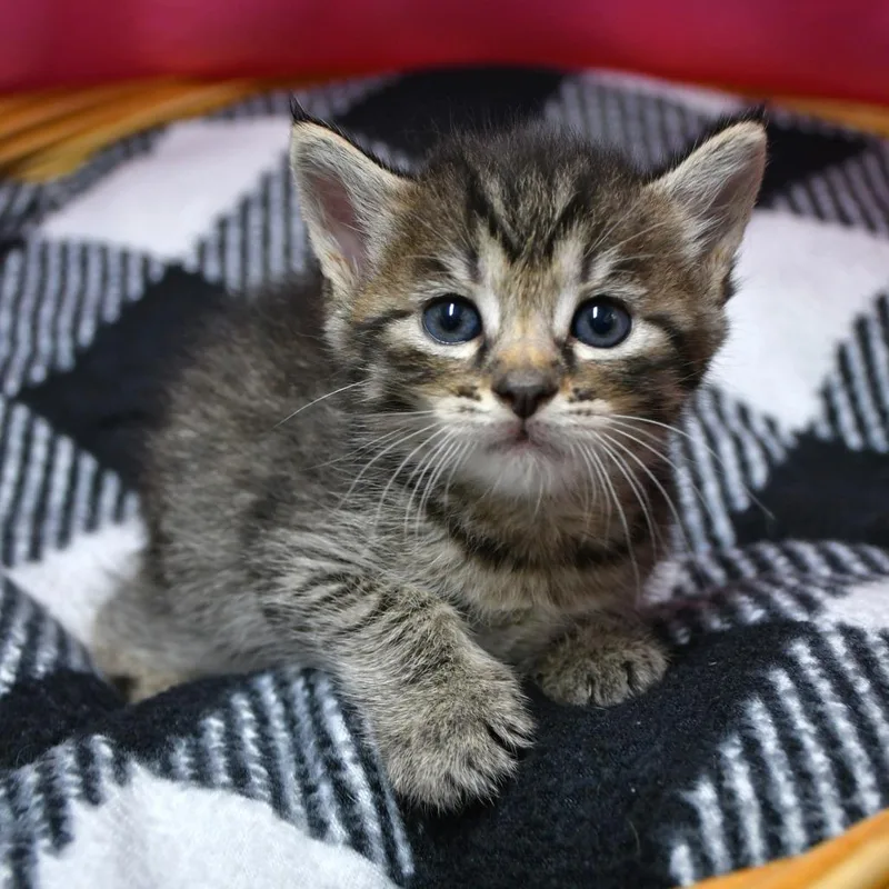 A baby small-sized male Brown / Chocolate Domestic Short Hair cat named Pudding for adoption in Beaumont, TX