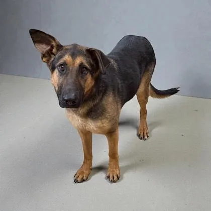 An adult medium-sized female German Shepherd Dog dog named Tova for adoption in Cumberland, MD