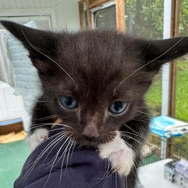 A baby small-sized male Black Domestic Short Hair cat named Squeegee for adoption in Volcano, HI