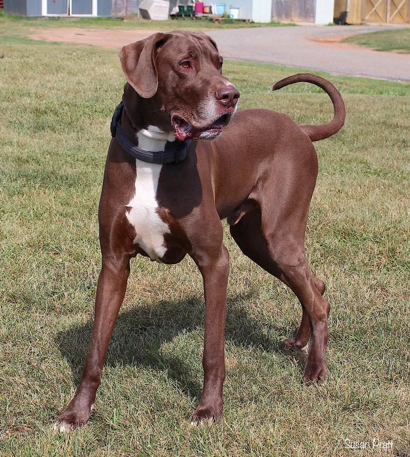 An adult extra large-sized male Brown / Chocolate Great Dane dog named George for adoption in Bedford, VA