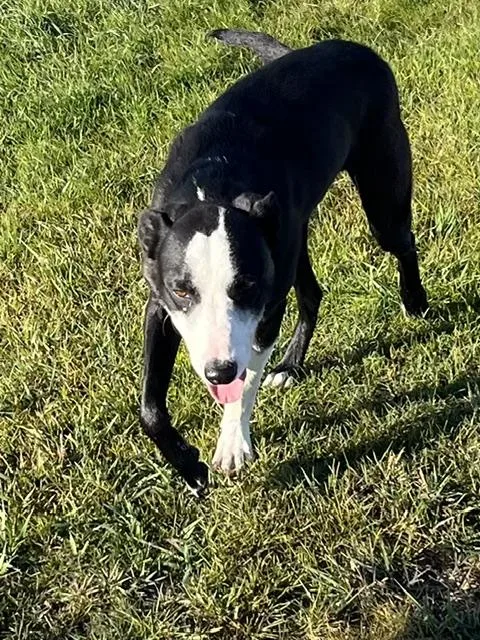 A young medium-sized male Border Collie dog named Brody for adoption in Montpelier, ID