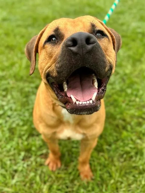 A young medium-sized male American Staffordshire Terrier dog named Ritz for adoption in York, SC