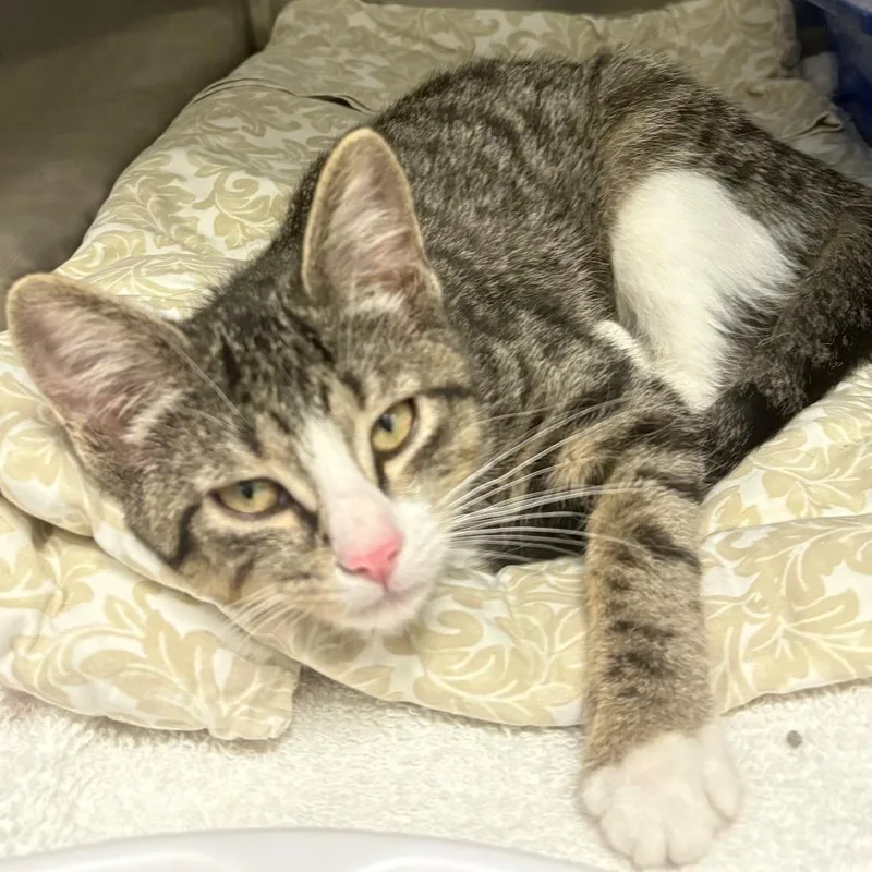 A baby small-sized female Brown / Chocolate Domestic Short Hair cat named Ginger Ale for adoption in East Hanover, NJ