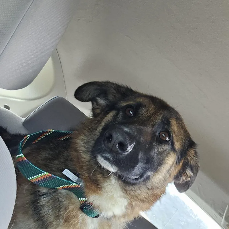An adult small-sized female Black German Shepherd Dog dog named Katana for adoption in Lynchburg, VA