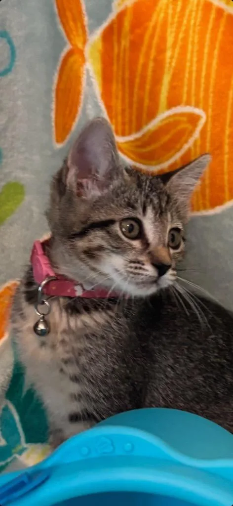 A baby medium-sized female Tabby cat named Andi for adoption in San Antonio, TX
