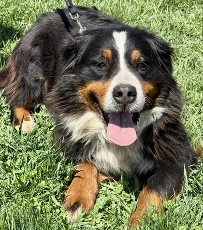 An adult large-sized female Bernese Mountain Dog dog named Greta for adoption in Malvern, PA