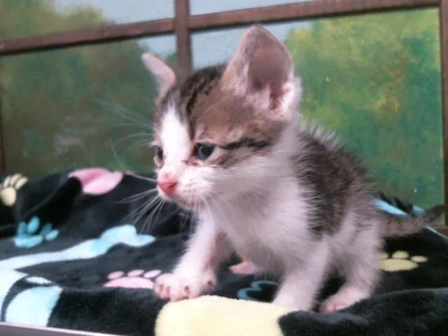A baby small-sized male Domestic Short Hair cat named Beatrice for adoption in Houston, TX