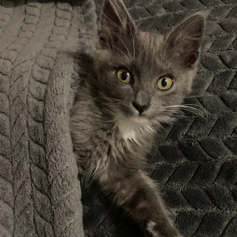 A baby small-sized female Gray / Blue / Silver Domestic Long Hair cat named Loki for adoption in Pleasanton, CA