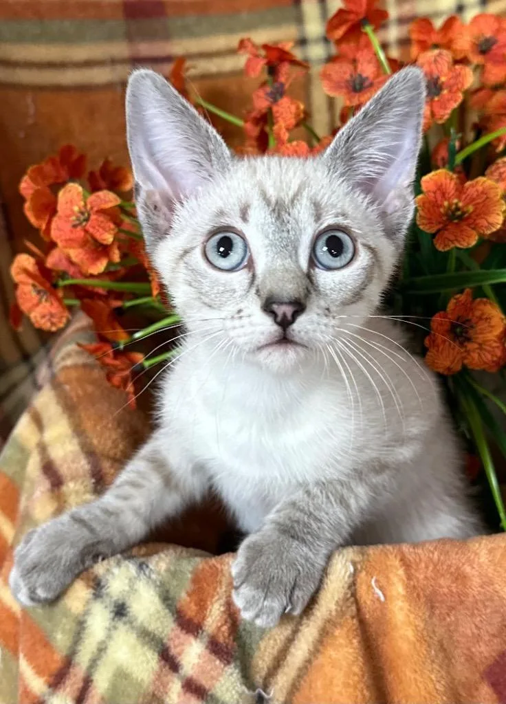A baby small-sized male Domestic Short Hair cat named Baylor for adoption in Stillwater, OK
