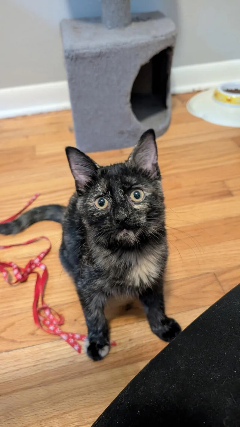 A baby medium-sized female Domestic Short Hair cat named Belle for adoption in Wheaton, IL