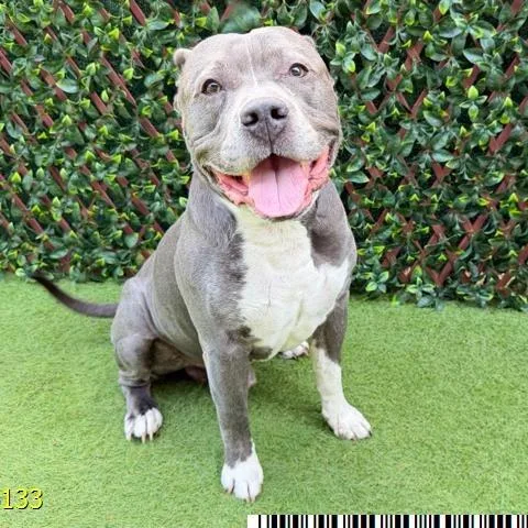 A senior large-sized male Gray / Blue / Silver Mixed Breed dog named Krumb for adoption in West Palm Beach, FL