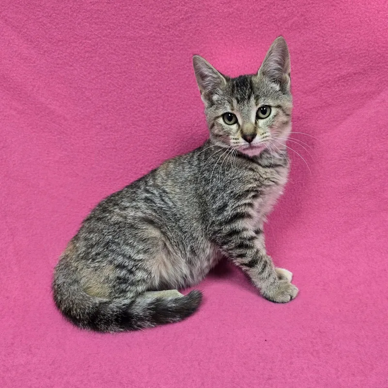 A baby medium-sized female Domestic Short Hair cat named Lyric for adoption in Frankfort, IN