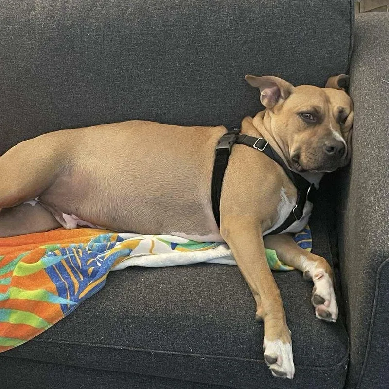 An adult medium-sized male American Staffordshire Terrier dog named Wonder for adoption in Long Island City, NY