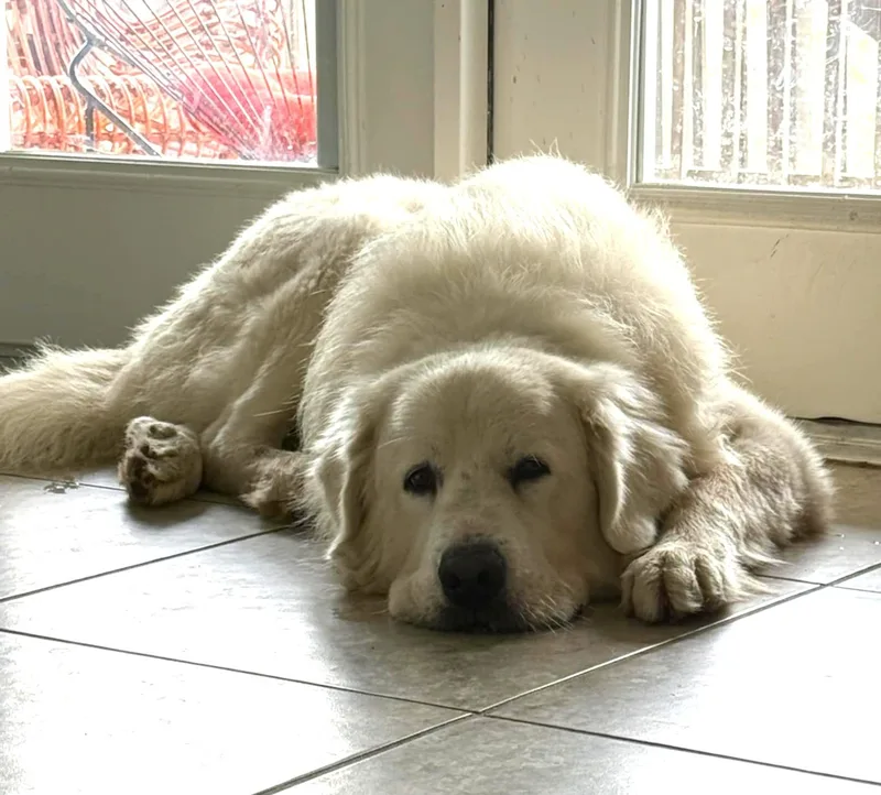 Doug Sat thumbnail 3