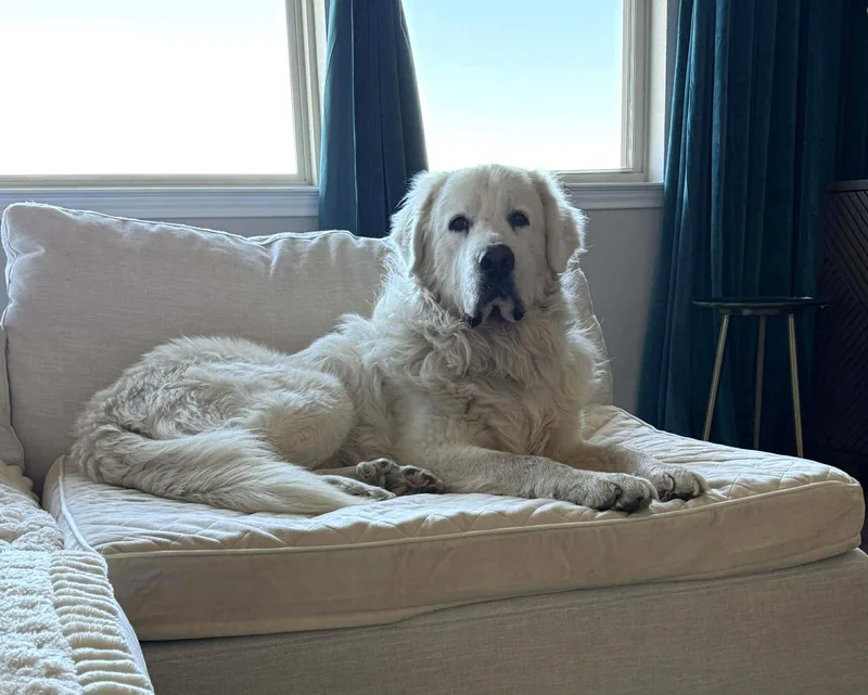 Doug Sat thumbnail 6