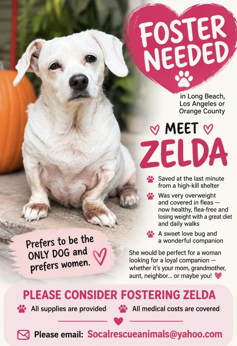 An adult small-sized female Chiweenie dog named Zelda The Princess for adoption in Citrus Heights, CA