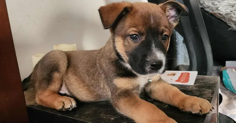 A baby medium-sized male Shepherd dog named Chip for adoption in Mesa, AZ