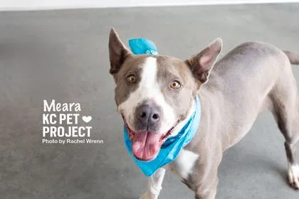 An adult large-sized female Gray / Blue / Silver Pit Bull Terrier dog named Meara for adoption in Kansas City, MO