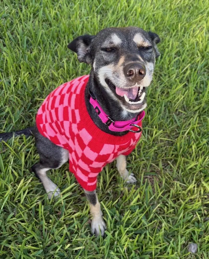 An adult medium-sized female Bicolor German Shepherd Dog dog named Gissel for adoption in Houston, TX