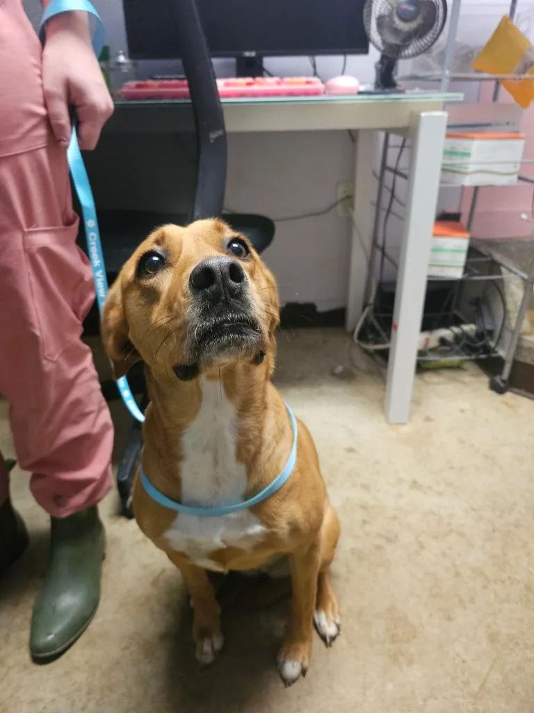 A young medium-sized female Retriever dog named Diamond for adoption in New Braunfels, TX