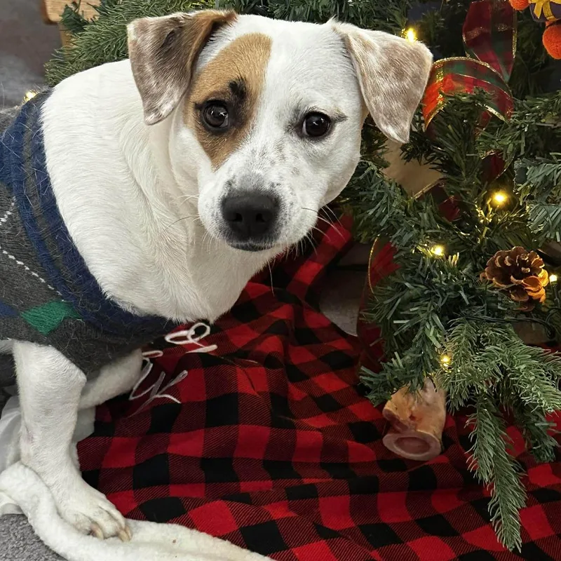 An adult medium-sized female White / Cream Terrier dog named Lorna for adoption in Long Island City, NY