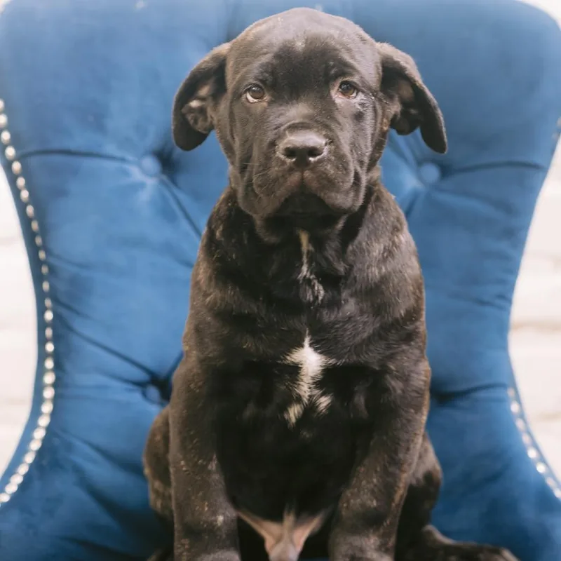 A baby large-sized male Cane Corso dog named Yam Yam for adoption in Zionsville, IN