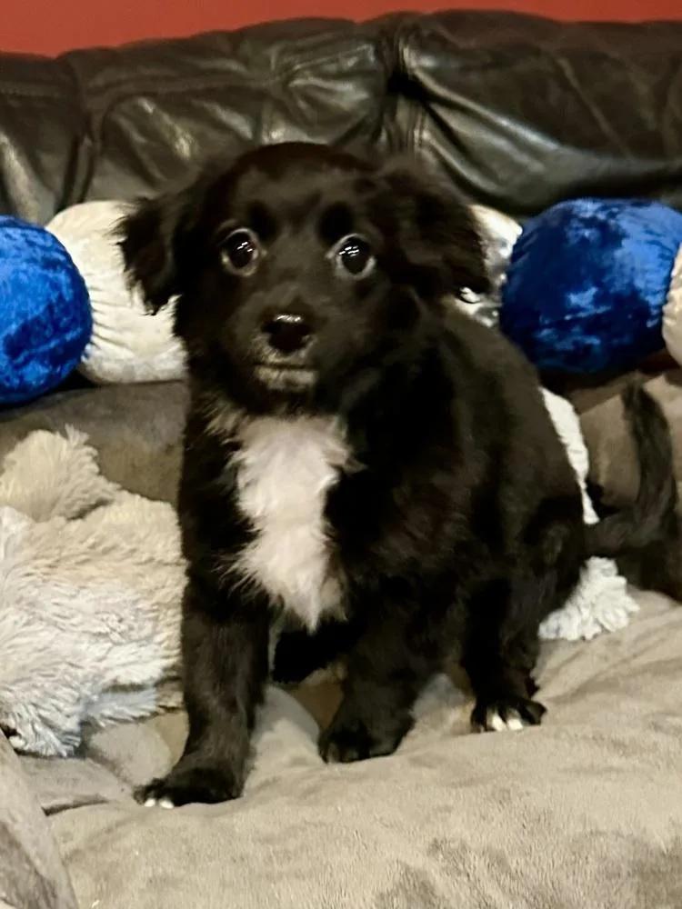 A baby small-sized male Tricolor (Brown, Black, & White) Maltese dog named Axl for adoption in Milton, GA