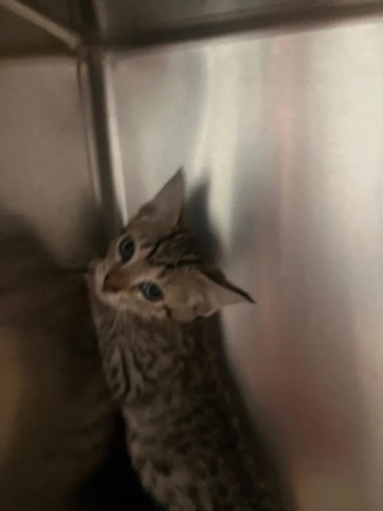 A baby small-sized male Domestic Short Hair cat named Scamp for adoption in Cartersville , GA