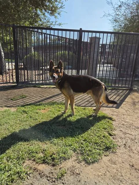 An adult large-sized male German Shepherd Dog dog named Draco for adoption in Riverside, CA