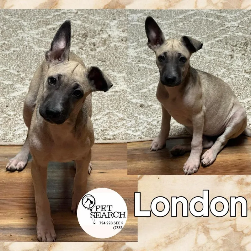 A baby medium-sized female Gray / Blue / Silver Labrador Retriever dog named London for adoption in Washington, PA