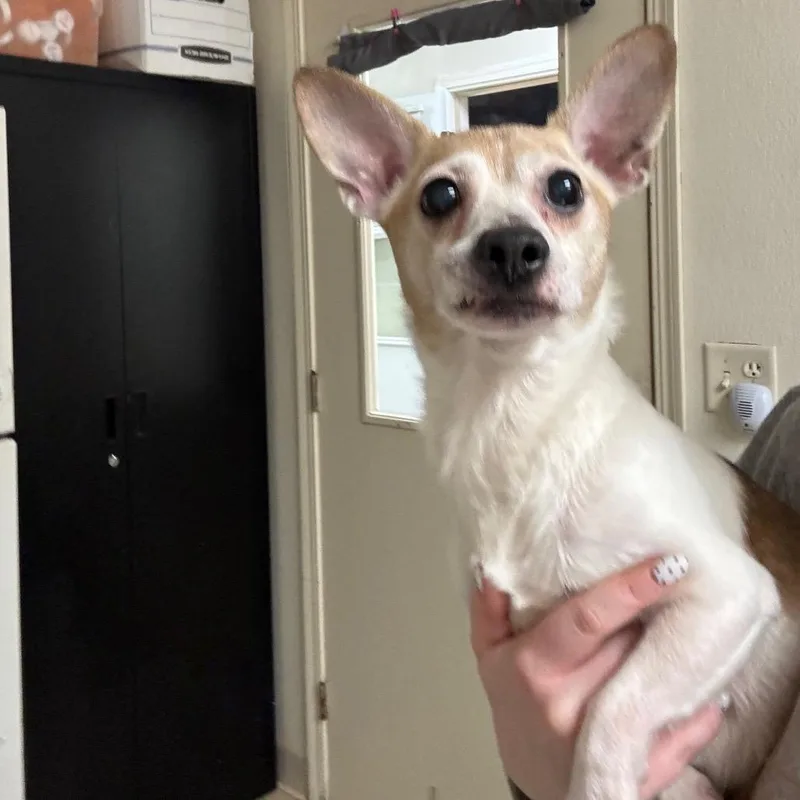 A senior small-sized male Brown / Chocolate Terrier dog named Archie for adoption in Pekin, IL