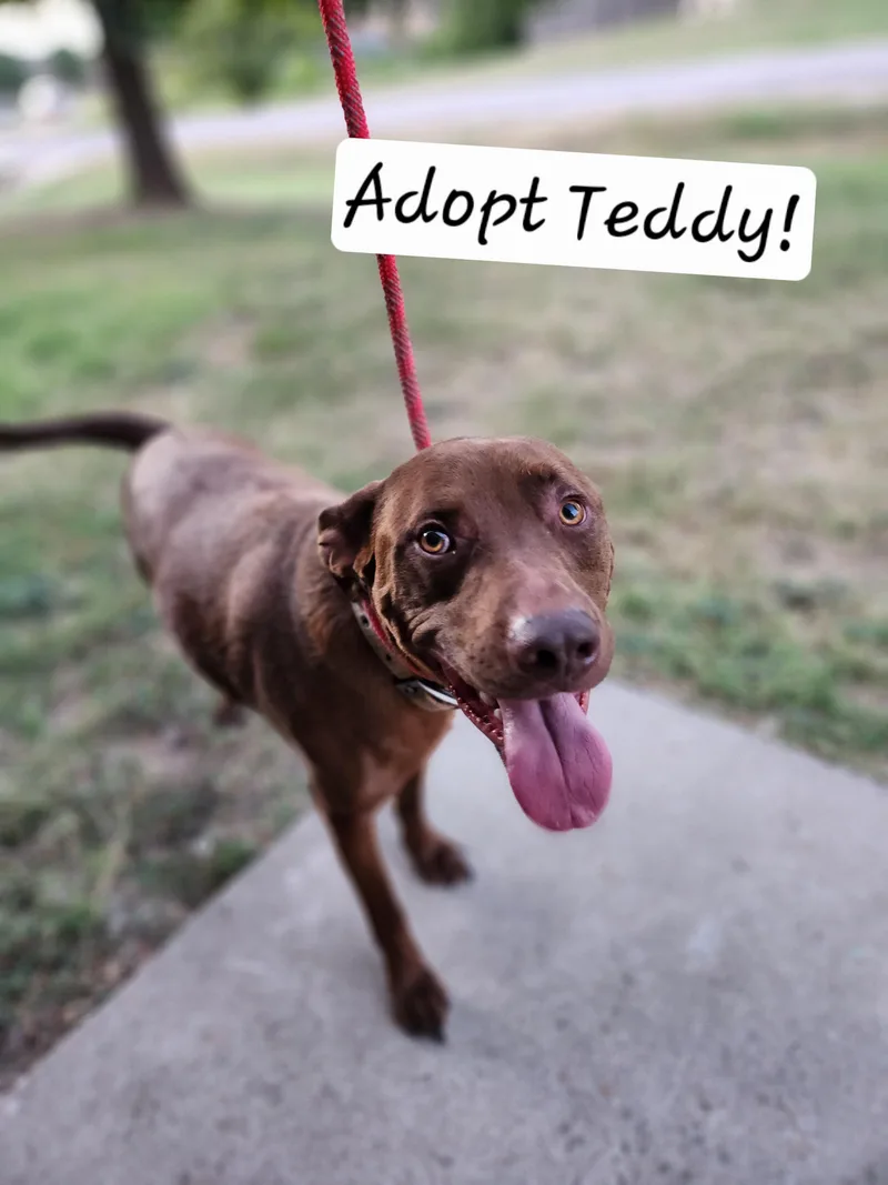 Teddy thumbnail 4