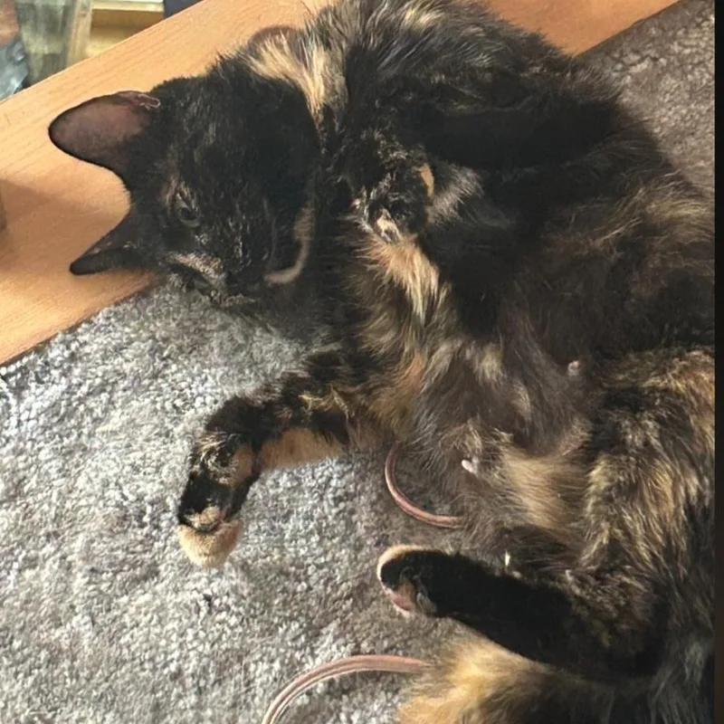 A young medium-sized female Tortoiseshell cat named Sugar for adoption in Staten Island, NY