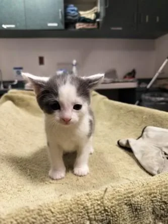 A baby medium-sized female Domestic Short Hair cat named Lavender for adoption in Chatsworth, CA