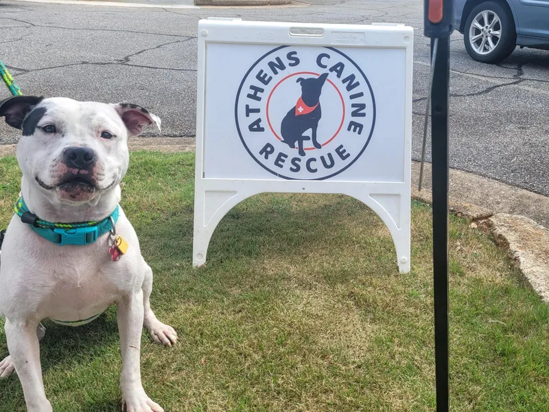 An adult medium-sized male White / Cream American Staffordshire Terrier dog named Archie for adoption in Athens, GA