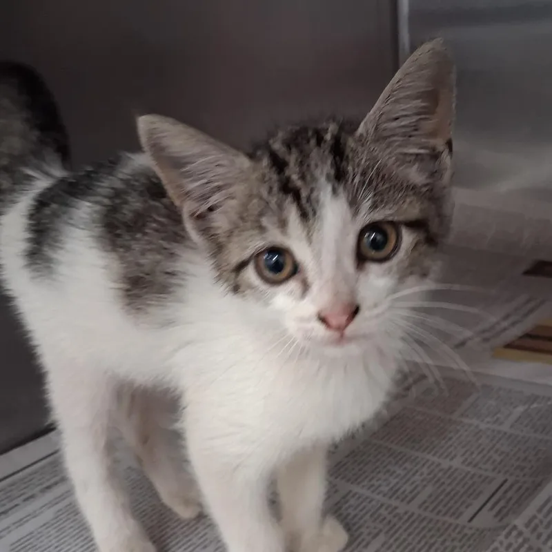 A baby small-sized female Gray / Blue / Silver Domestic Short Hair cat named Calliope for adoption in Auburn, AL