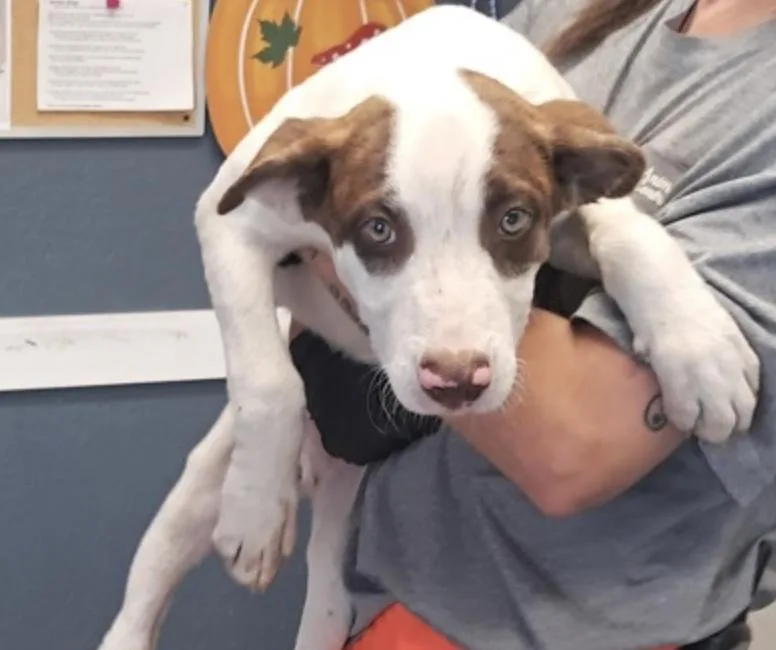 A baby medium-sized male Pit Bull Terrier dog named Little Bogey for adoption in Hollister, MO