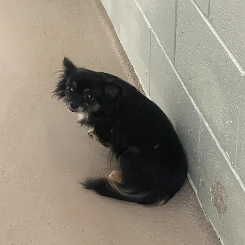 A baby small-sized male Black Chihuahua dog named Punkin Spice for adoption in Newark, NJ