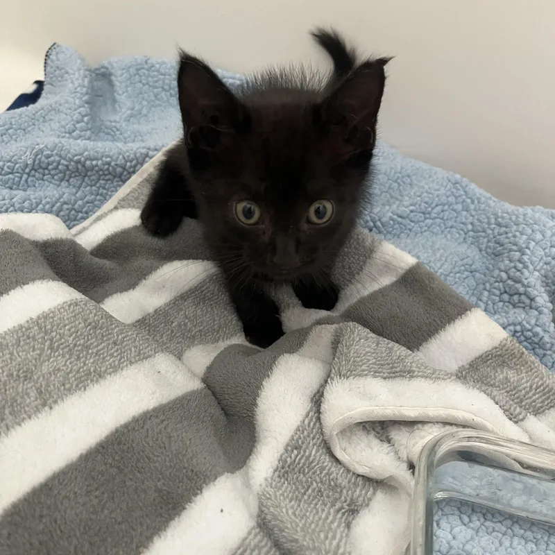 A baby small-sized female Black Domestic Short Hair cat named Precious for adoption in Parkland, FL