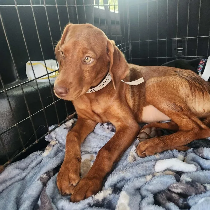 A baby large-sized female Red / Chestnut / Orange Doberman Pinscher dog named Lyric for adoption in Hackett, AR