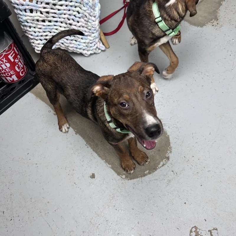 A young medium-sized male Coonhound dog named Kruger for adoption in Uniontown, PA