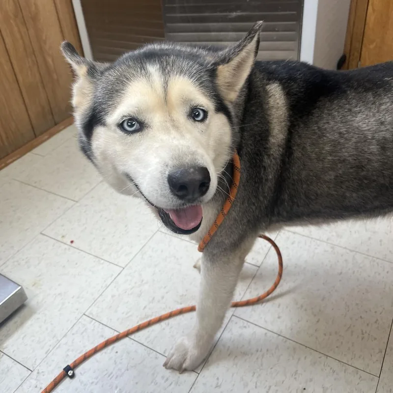 An adult large-sized female Gray / Blue / Silver Mixed Breed dog named Labubu for adoption in Columbiana, AL