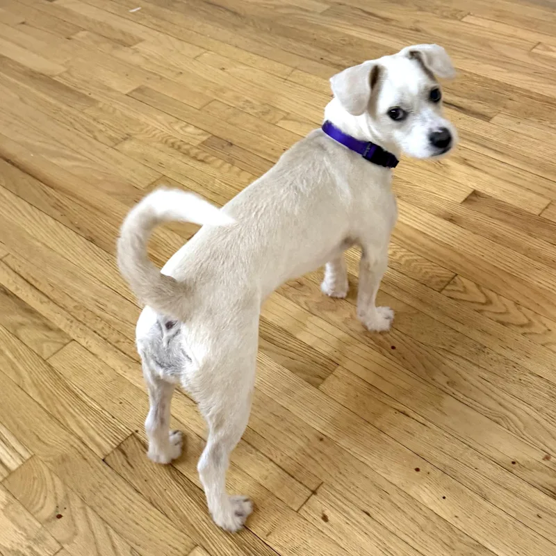 A young small-sized female White / Cream Boston Terrier dog named Honey for adoption in Brooklyn, NY