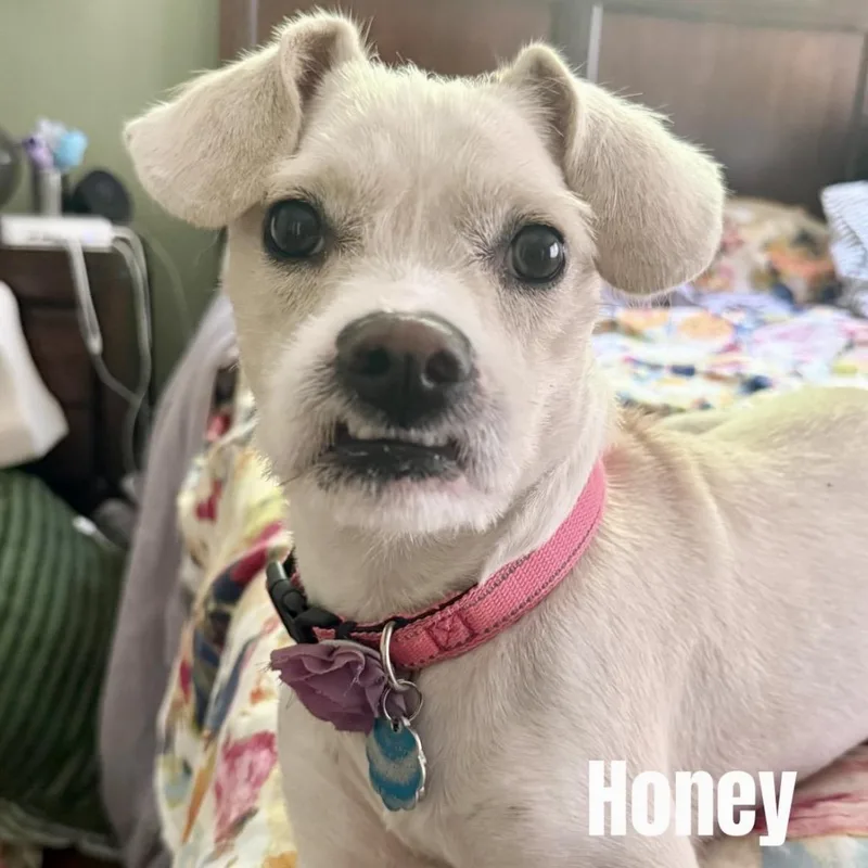 Honey thumbnail 4