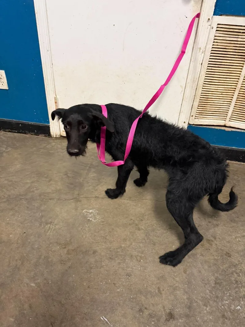 A young medium-sized female Poodle dog named Bunny for adoption in Ozark, AL