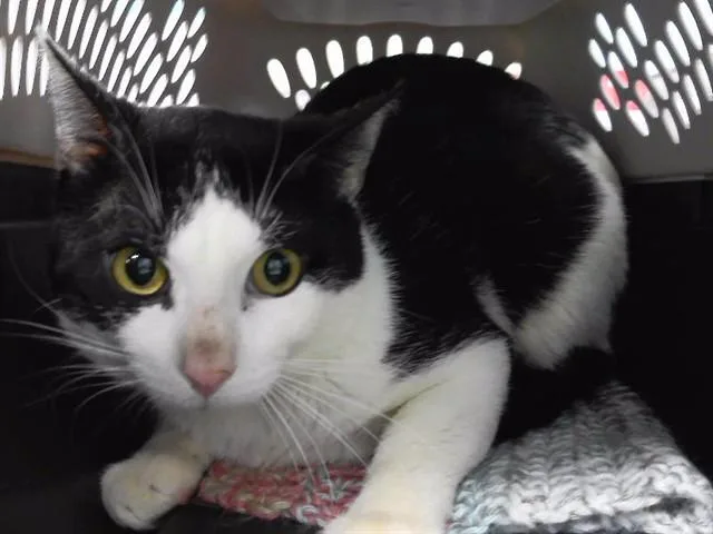 An adult small-sized male Domestic Short Hair cat named Cuboid for adoption in Omaha, NE